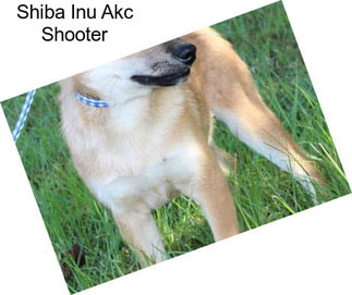 Shiba Inu Akc Shooter