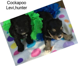 Cockapoo Levi,hunter