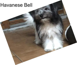 Havanese Bell