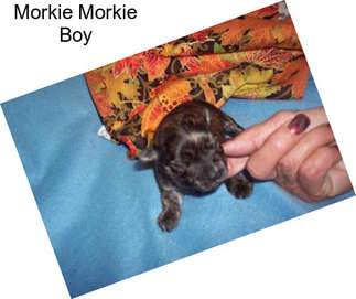 Morkie Morkie Boy