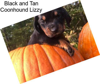 Black and Tan Coonhound Lizzy