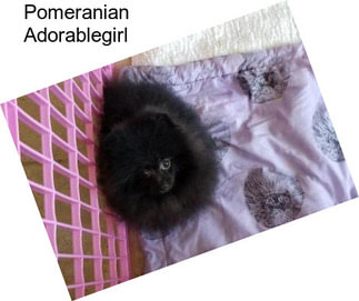 Pomeranian Adorablegirl