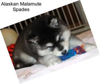 Alaskan Malamute Spades