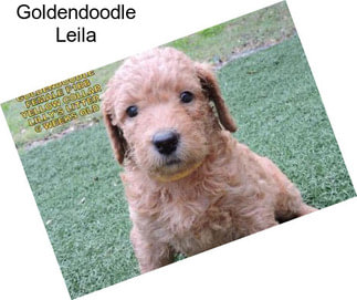 Goldendoodle Leila