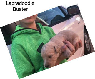 Labradoodle Buster