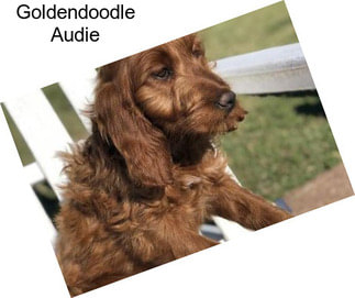 Goldendoodle Audie