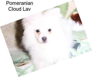 Pomeranian Cloud Lav