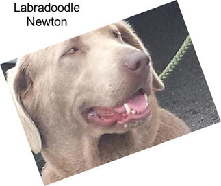 Labradoodle Newton