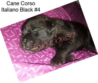 Cane Corso Italiano Black #4