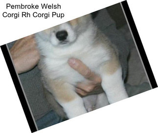 Pembroke Welsh Corgi Rh Corgi Pup