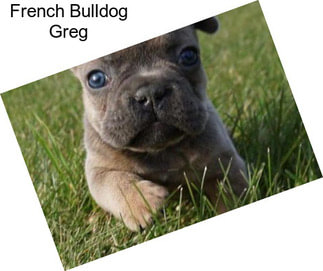 French Bulldog Greg