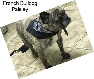 French Bulldog Paisley