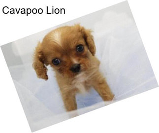 Cavapoo Lion