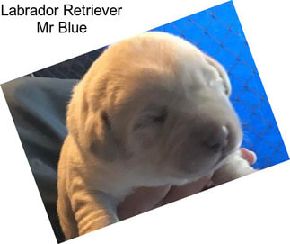 Labrador Retriever Mr Blue