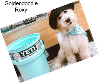 Goldendoodle Roxy