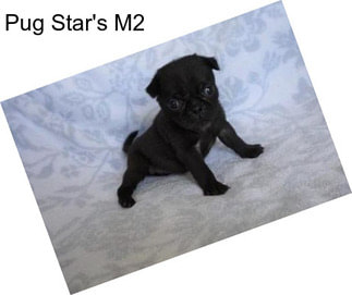 Pug Star\'s M2