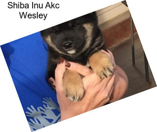 Shiba Inu Akc Wesley