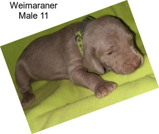 Weimaraner Male 11