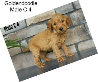 Goldendoodle Male C 4