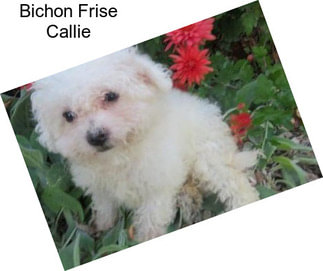 Bichon Frise Callie