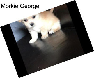 Morkie George