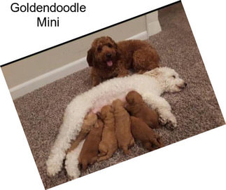 Goldendoodle Mini