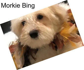 Morkie Bing