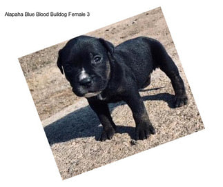 Alapaha Blue Blood Bulldog Female 3