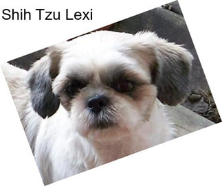 Shih Tzu Lexi