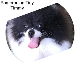 Pomeranian Tiny Timmy