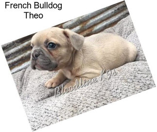 French Bulldog Theo