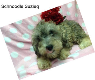 Schnoodle Suzieq