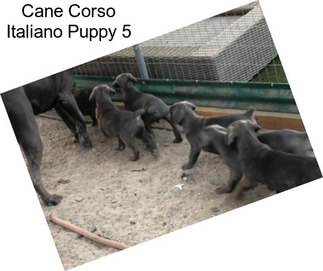 Cane Corso Italiano Puppy 5