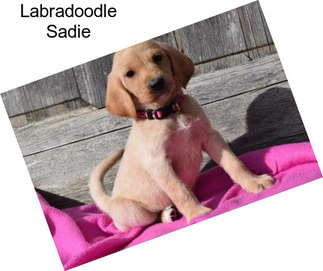 Labradoodle Sadie