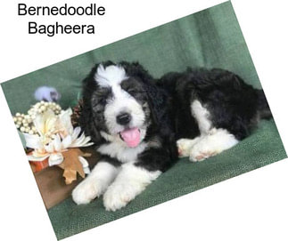 Bernedoodle Bagheera