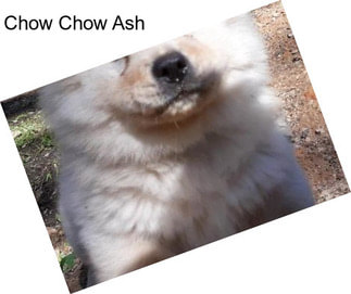 Chow Chow Ash