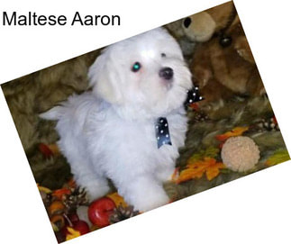 Maltese Aaron