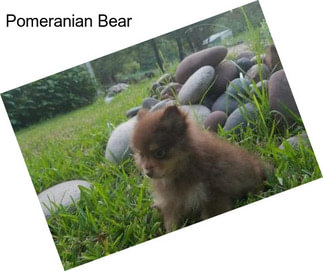 Pomeranian Bear