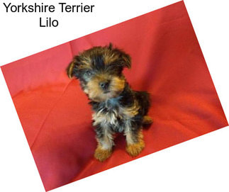 Yorkshire Terrier Lilo