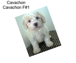 Cavachon Cavachon F#1