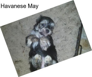 Havanese May