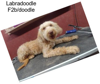 Labradoodle F2b/doodle