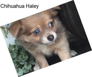 Chihuahua Haley