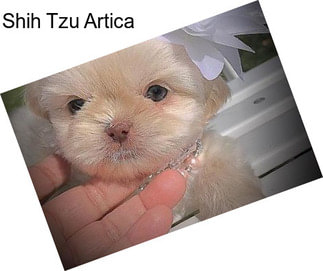 Shih Tzu Artica