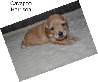 Cavapoo Harrison