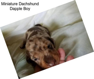 Miniature Dachshund Dapple Boy