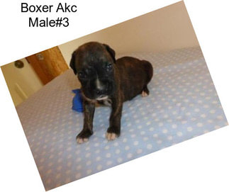 Boxer Akc Male#3