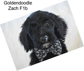 Goldendoodle Zach F1b