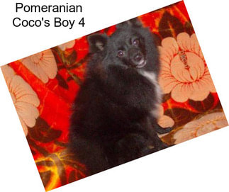 Pomeranian Coco\'s Boy 4