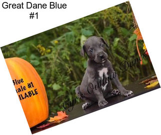 Great Dane Blue #1